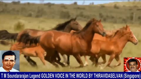 Old Is Gold (evergreen) T M Soundararajan Legend Vol 232 Horse Song 5