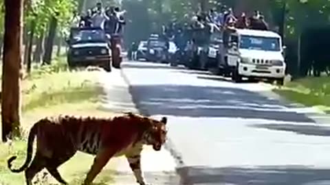 Trending: Tiger vs other animals#trending #animals #wildlife #shorts #youtube