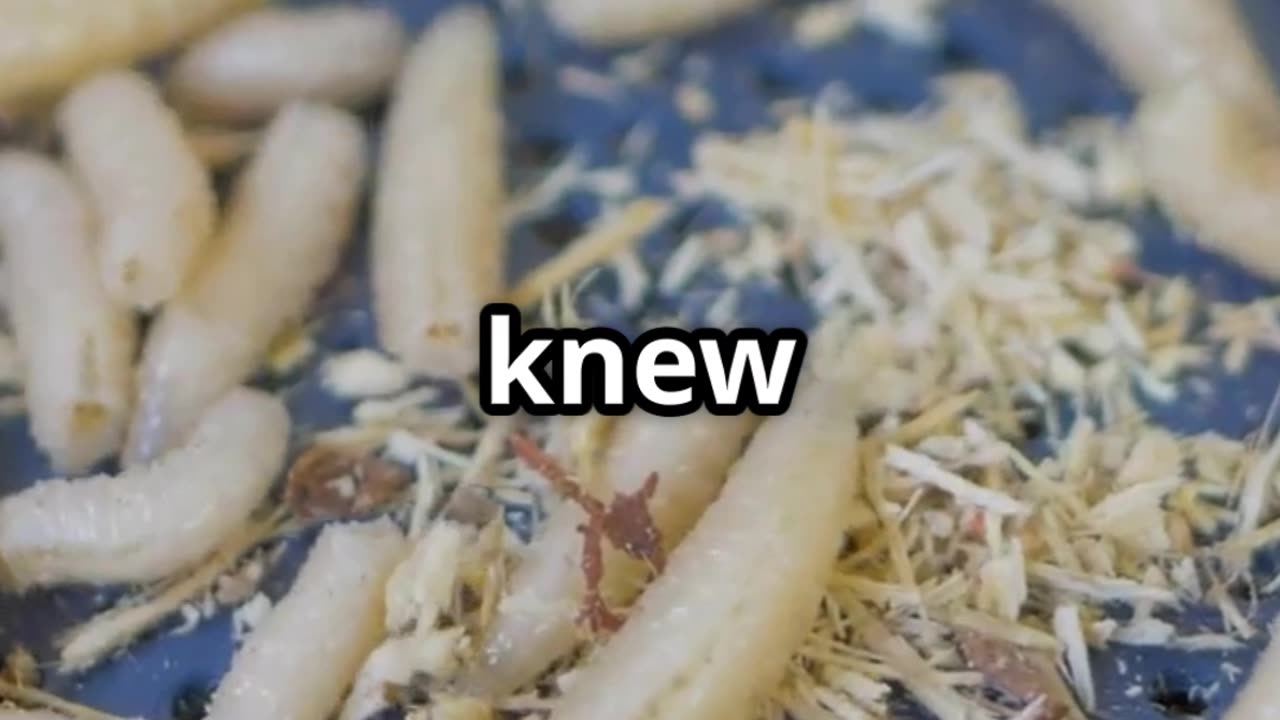 🪱⚕️ Maggots in Medicine – Nature’s Tiny Surgeons! 🏥🧬
