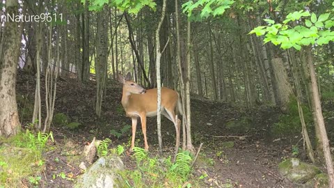 Deer finds a few carrots
