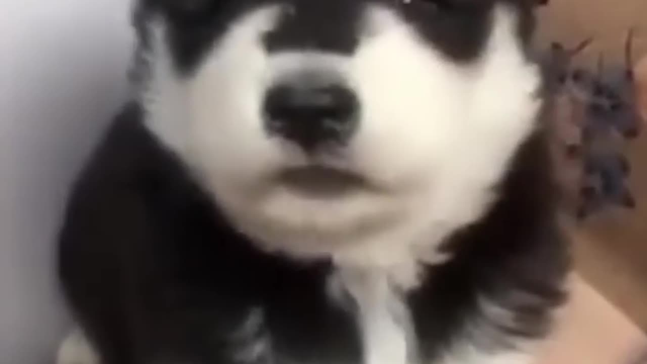 baby husky howling cute