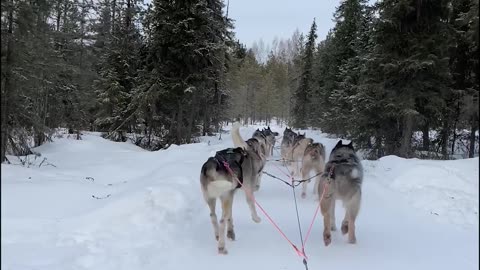 Lapland Husky Ride in -25°C Winter Wonderland