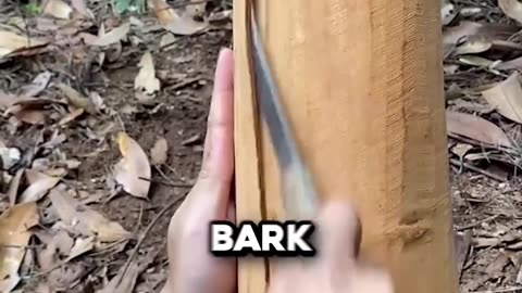 You've Been Eating This Tree Your Whole Life