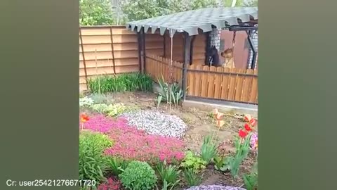 Compilation Funny Cats and Dogs