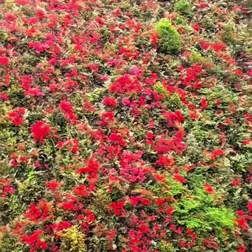 बचपन की वह यादें