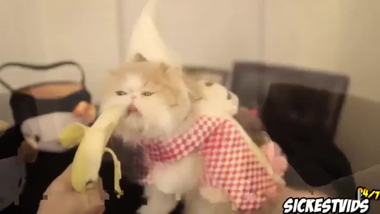 Funny cat video