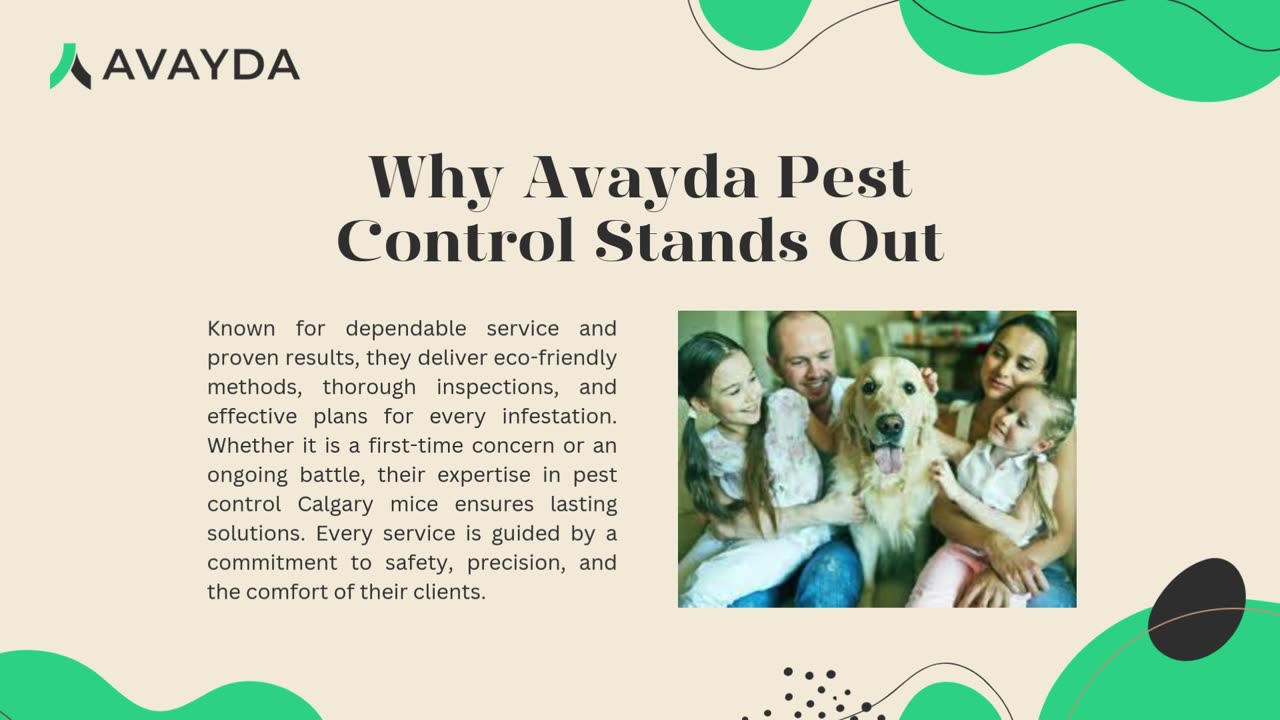 Expert Mice Removal for Homes in Calgary with Avayda Pest Control