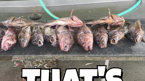 #SHORTS - HOW TO CATCH ROCKFISH