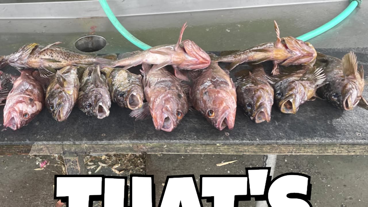 #SHORTS - HOW TO CATCH ROCKFISH