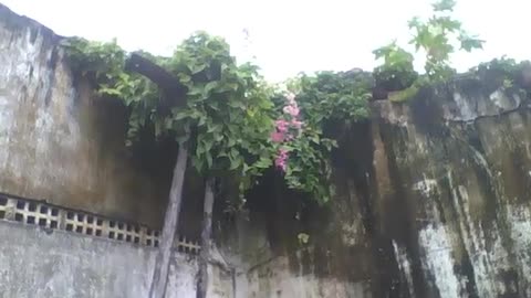 In the past it was a school, today it is inhabited by flowers, plants and insects [Nature & Animals]