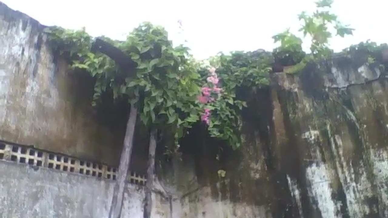In the past it was a school, today it is inhabited by flowers, plants and insects [Nature & Animals]