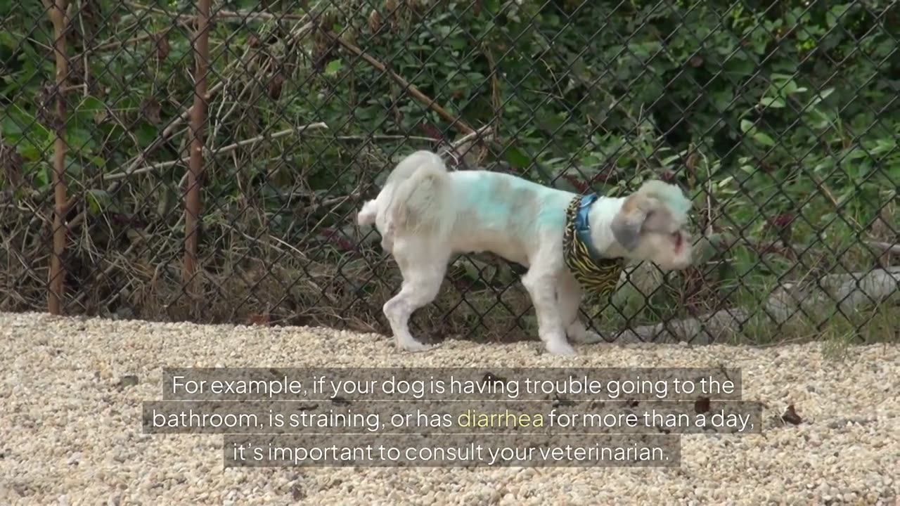 How to Know if your dog is SICK???