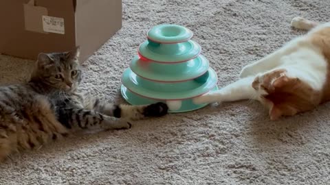 Cats Compete Over Ball On Shared Toy