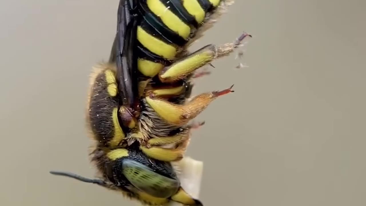 Bee nap?