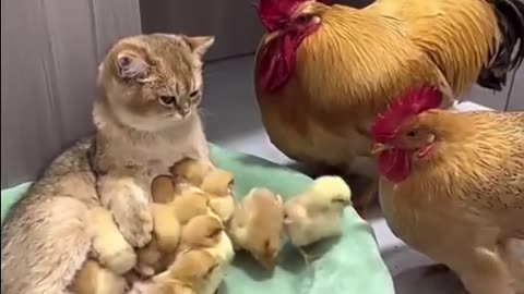 Chicken Admiring a Cat