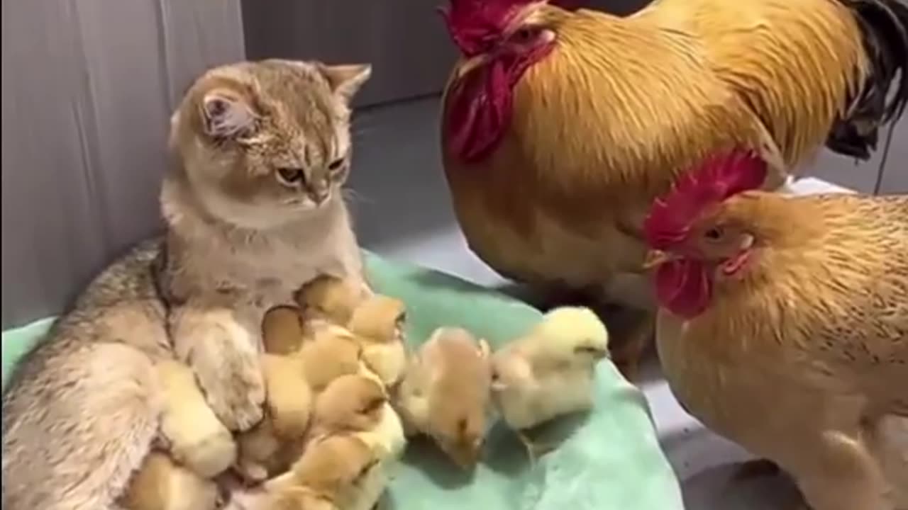 Chicken Admiring a Cat