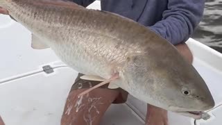 😂🤣 Ohhh Catch Me Daddy! | FunFM