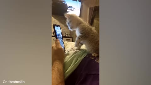 The funniest animals videos