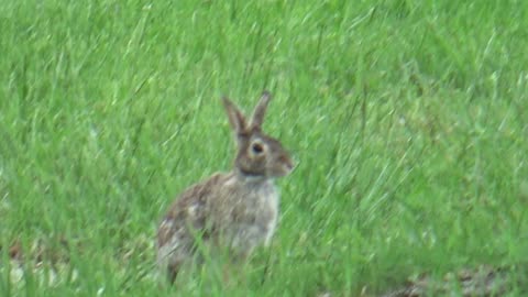 Rabbit, Levagood Area, Dearborn, Michigan, May 30, 2025