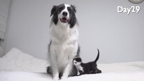 rescued tiny kitten grows up and believing he's a big dog