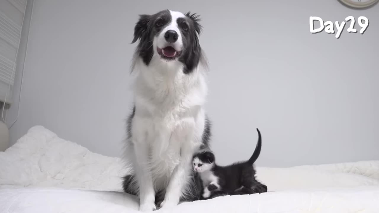 rescued tiny kitten grows up and believing he's a big dog