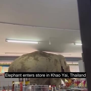 Elephant visits a convenience store looking for snacks