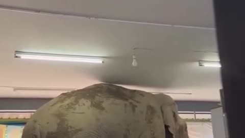 Elephant visits a convenience store looking for snacks