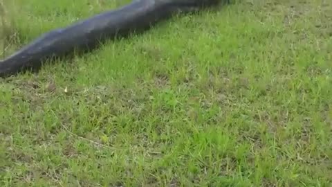 Black Snake in Field