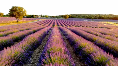 Lavander fields at sunset
