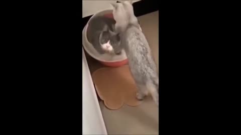 Part 5: Cat & Dog Mayhem! 🐶🐱 | Ultimate Laugh Attack! 🤣