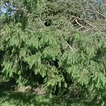 Aftermath of a Tornado 5/16/25 Bloomington, Indiana