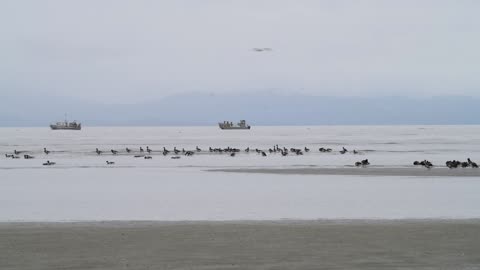 Brants Geese in Parksville, BC