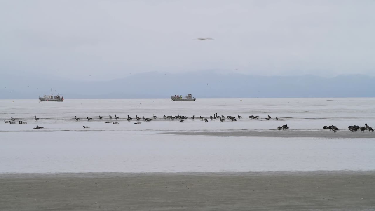 Brants Geese in Parksville, BC