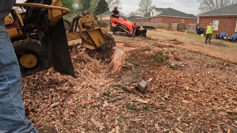 Stump Grinding Tips What to Look for & Avoid!