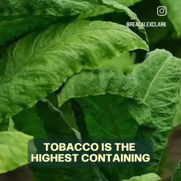 "Nicotine Is A Nutrient...Every Cell In Our Body Has Nicotinic Receptors & ...