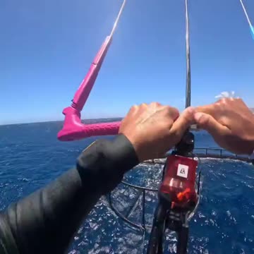 Why is my lunch flying🦈(via:@leonardo_casati)