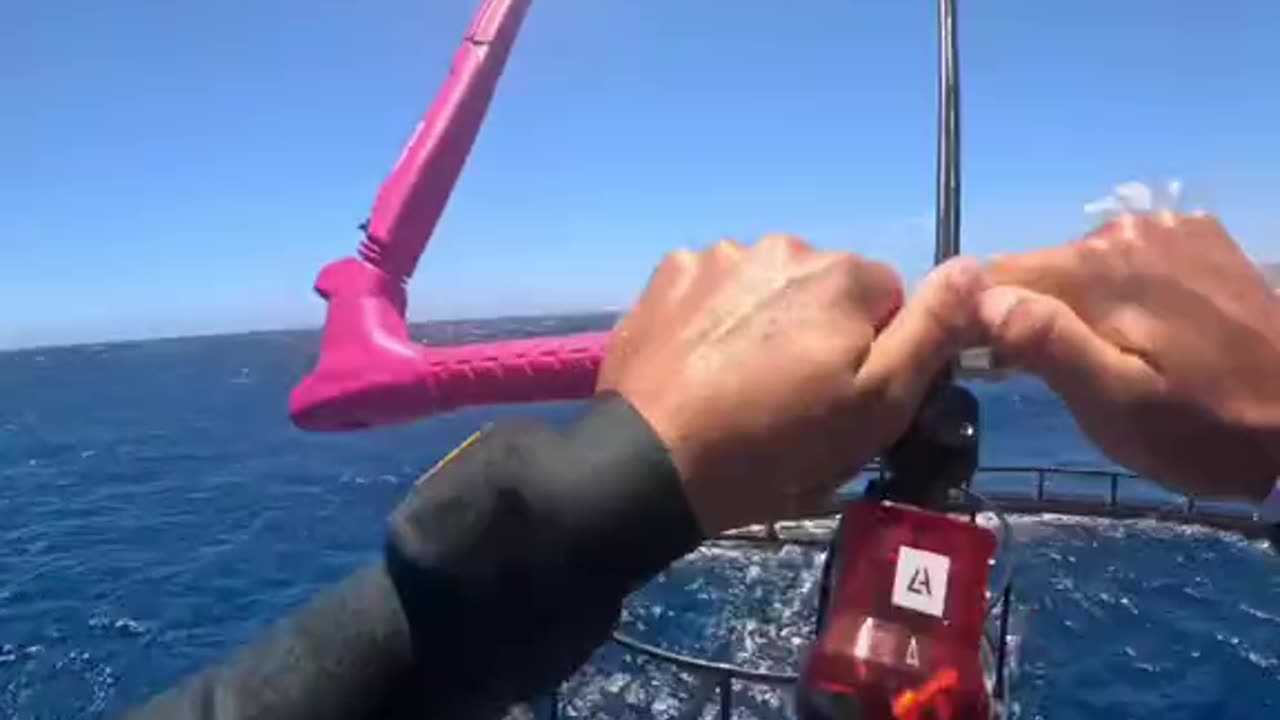 Why is my lunch flying🦈(via:@leonardo_casati)