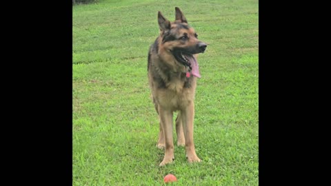 Virgil german shepherd.