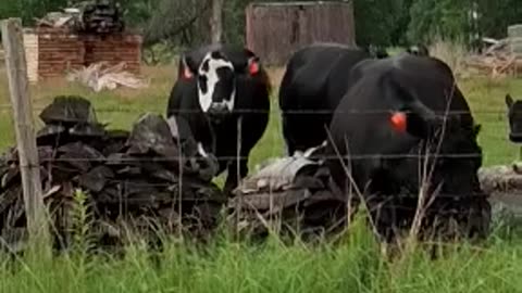 The Peace Cows