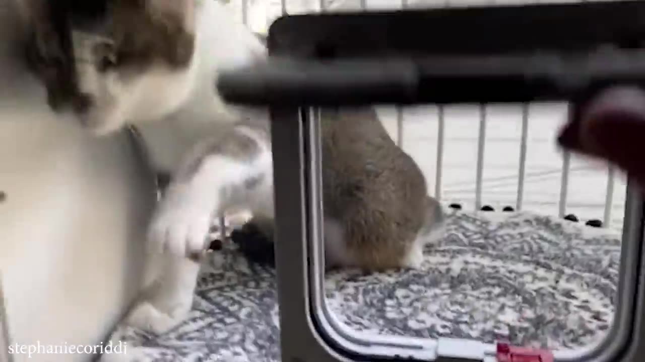 Silliest CATS on Earth 😂 Funny Cats Video Compilation 2025😂