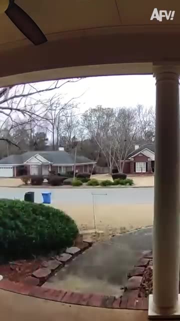 Social Weaver Flock Rebuild New Home After Forest Fire! #animals #nature #wildlife