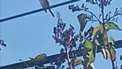 Bird video.
