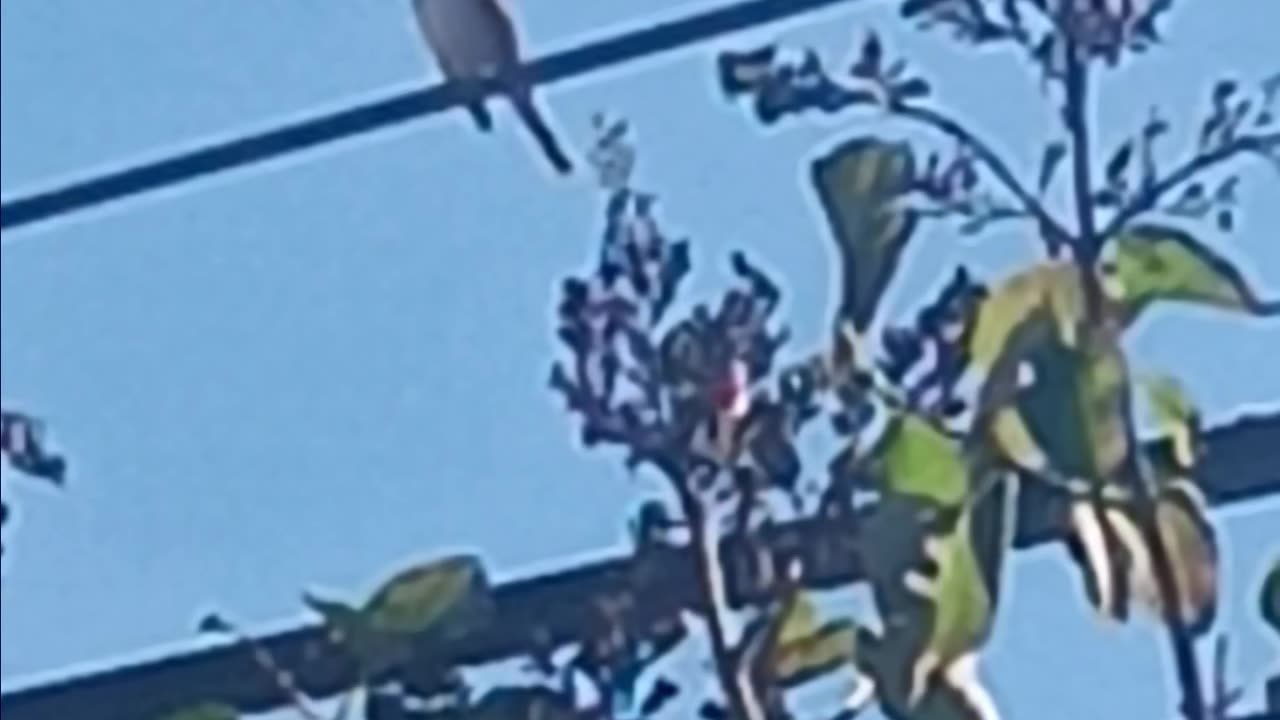 Bird video.