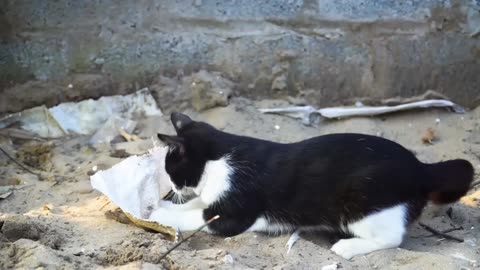 Black Cute Cat Playing