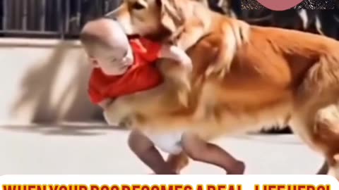 Real-life Dog Hero Saves a Toddler سگی که جان کودک رو نجات داد