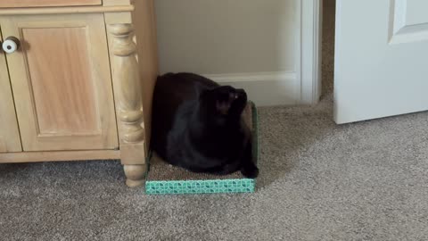 Cute Precious Piper Transforms into a Tuffet Loaf - Adopting a Cat from a Shelter Vlog