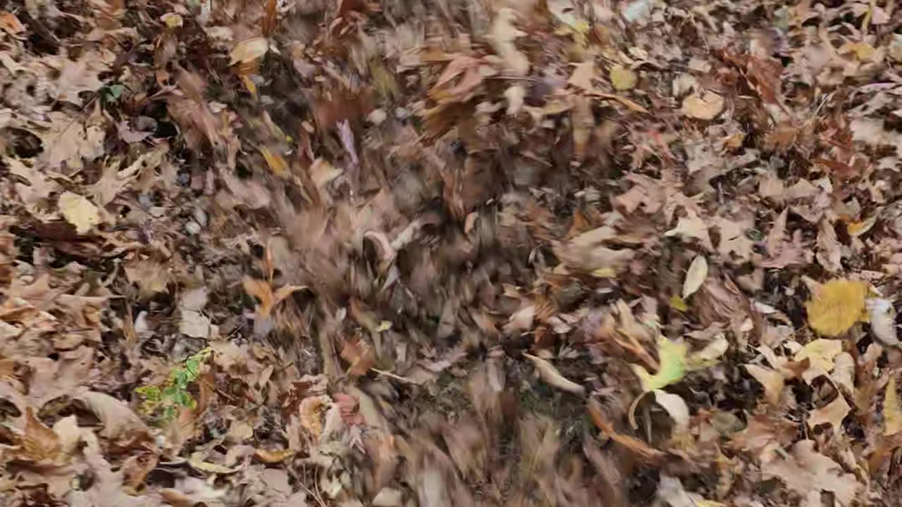 Cleanup then leaves
