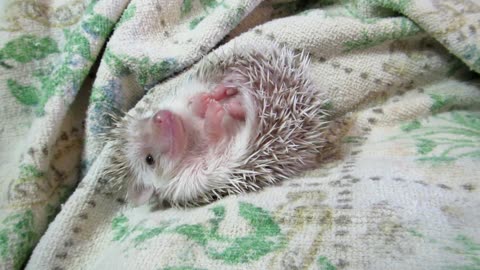 Hedgehog Dance