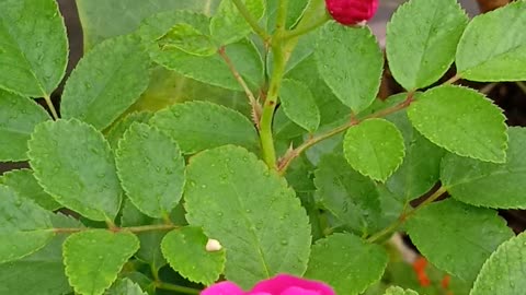 Original Flower