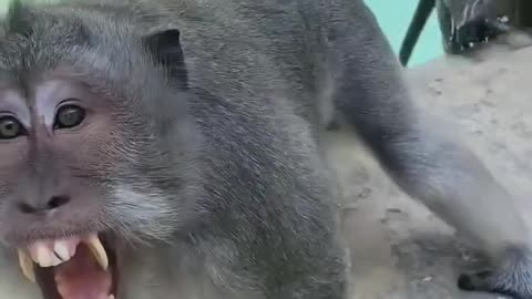 "Caretaker Scares Baboons – One Slips and They Get Mad!" 🐒😱💦